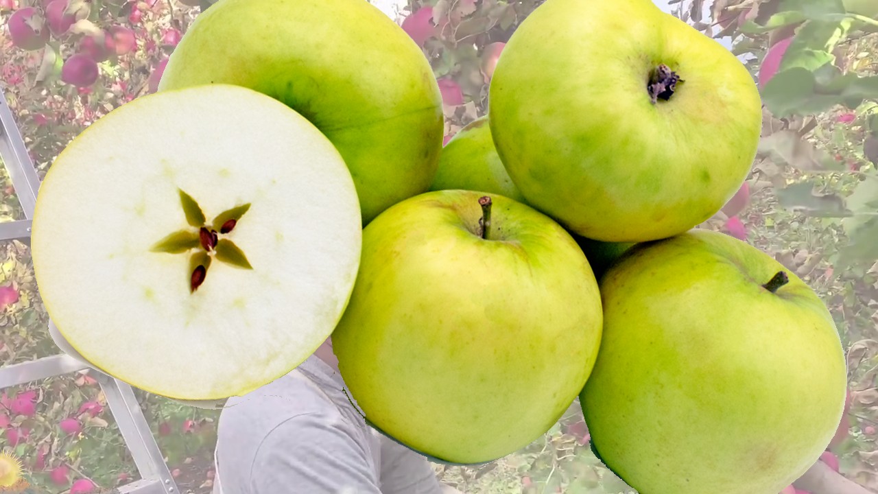 White Melrose Apples (Яблоня Вайт Мелроуз) White Melrose Apples (Яблоня Вайт Мелроуз)