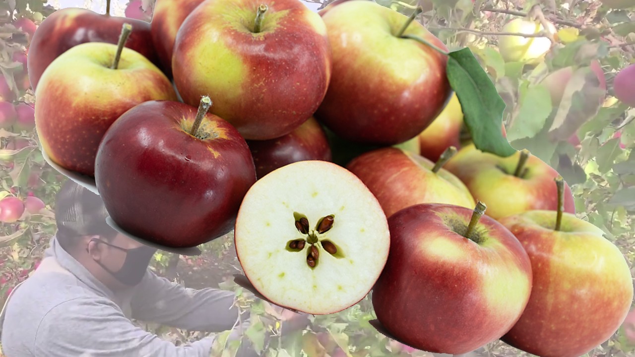 Merton Worcester Apples (Яблоня Мертон Ворчестер) Merton Worcester Apples (Яблоня Мертон Ворчестер)