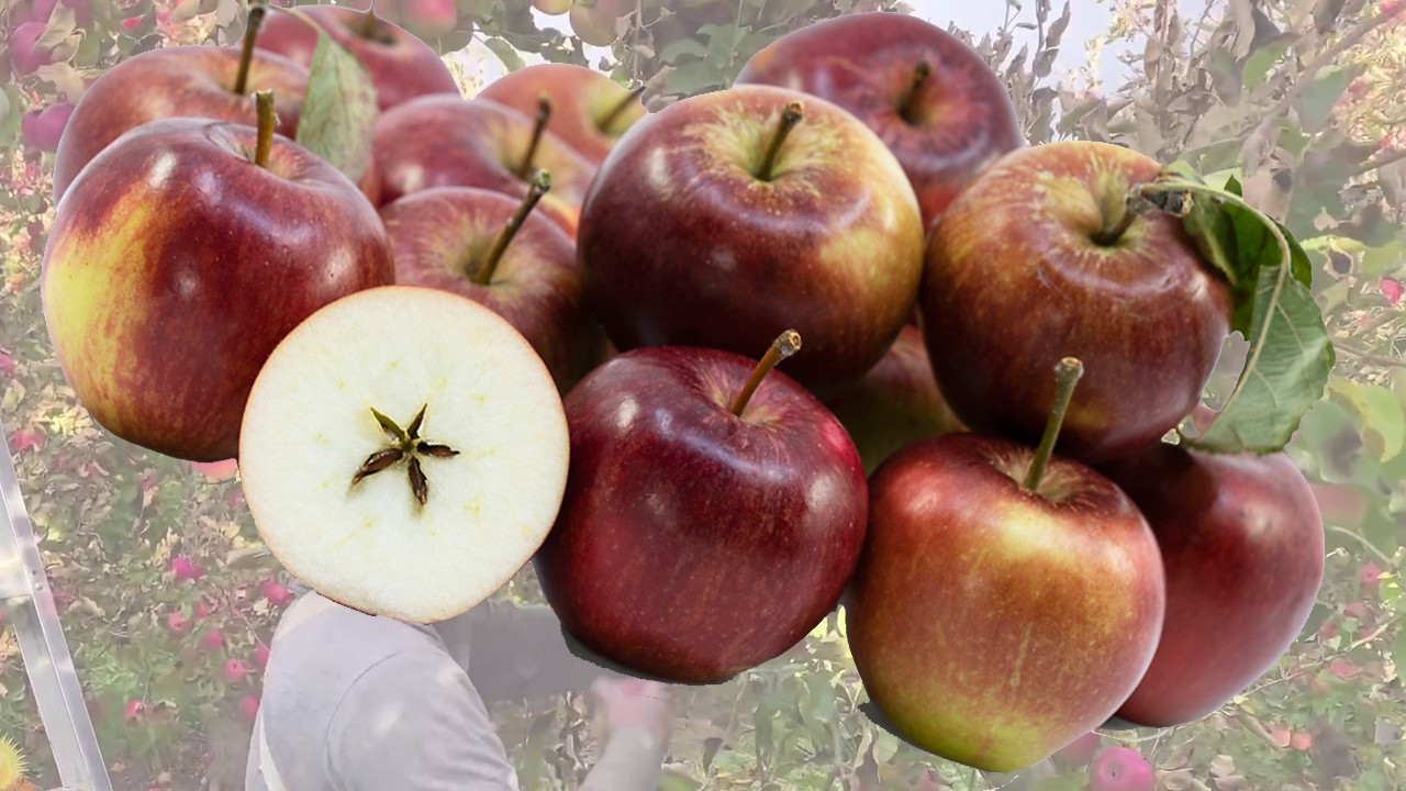 Milton Apples (Яблоня Милтон) Milton Apples (Яблоня Милтон)