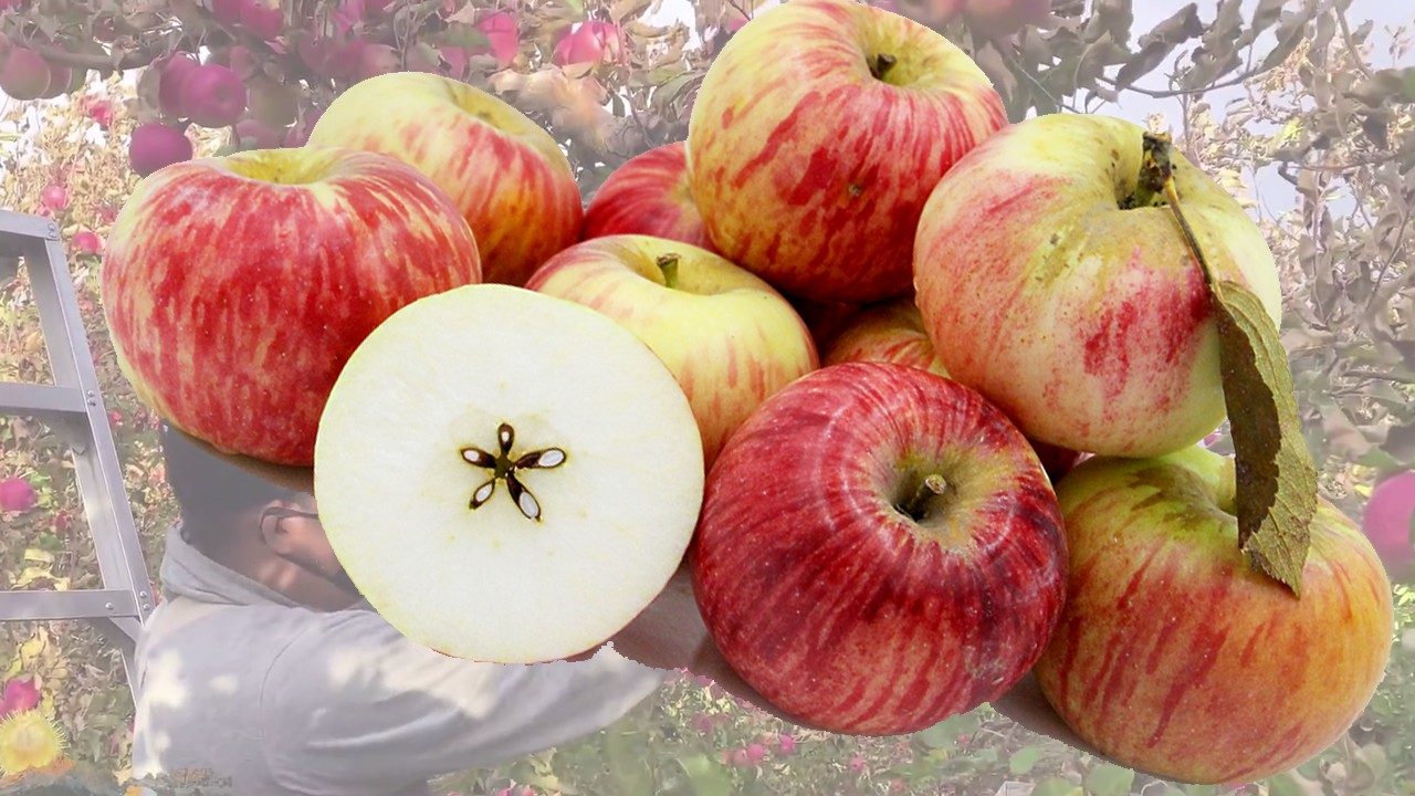 Missouri Pippin Apples (Яблоня Миссури Пиппин) Missouri Pippin Apples (Яблоня Миссури Пиппин)