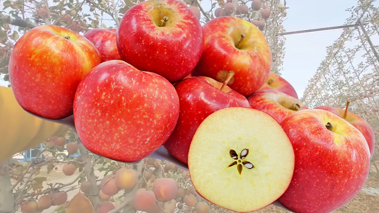 Modi Apples (Яблоня Моди) Modi Apples (Яблоня Моди)