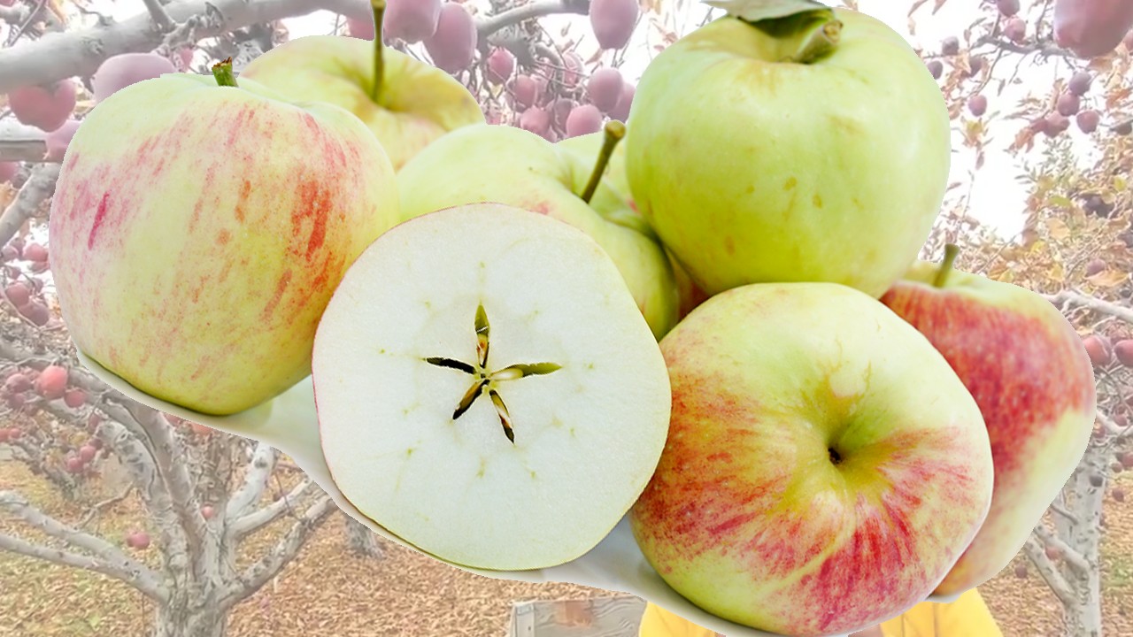 Mollie's Delicious Apples (Яблоня Моллис Делишес) Mollie's Delicious Apples (Яблоня Моллис Делишес)