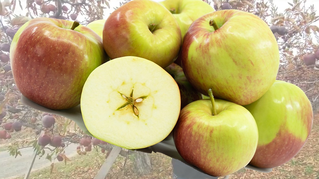 Mother Apples (Яблоня Мазер) Mother Apples (Яблоня Мазер)