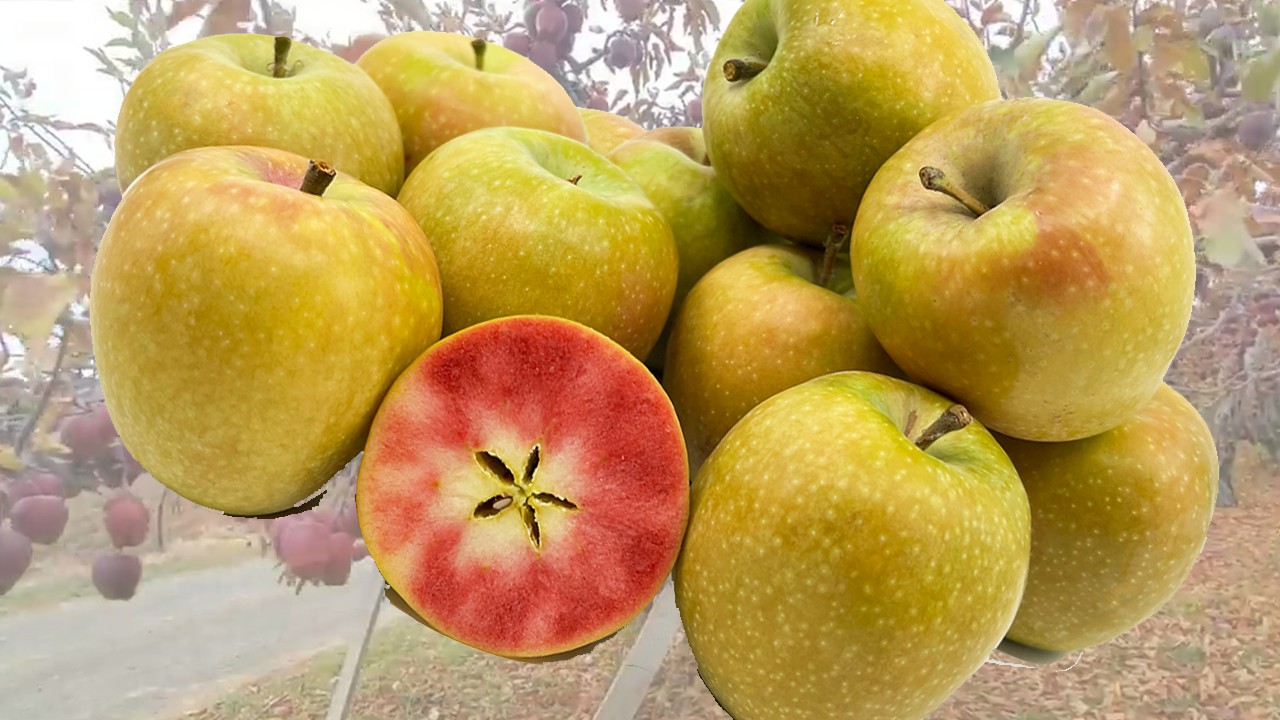 Mountain Rose Apples (Яблоня Маунтин Роуз) Mountain Rose Apples (Яблоня Маунтин Роуз)