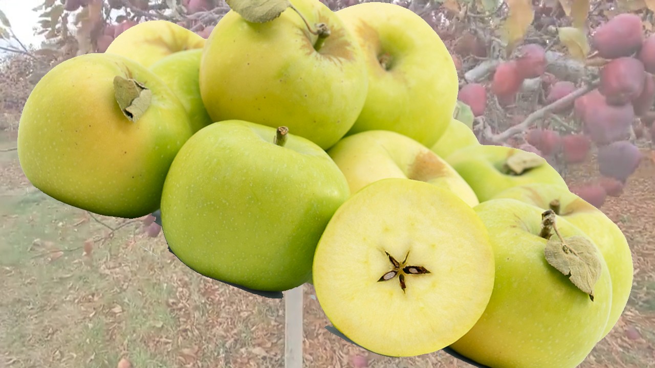 Mutsu Apples (Яблоня Мутсу) Mutsu Apples (Яблоня Мутсу)
