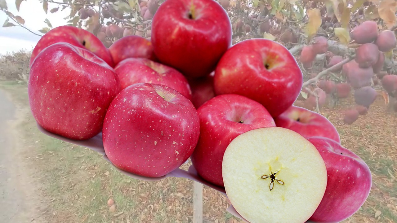 Red Mutsu Apples (Яблоня Ред Мутсу) Red Mutsu Apples (Яблоня Ред Мутсу)