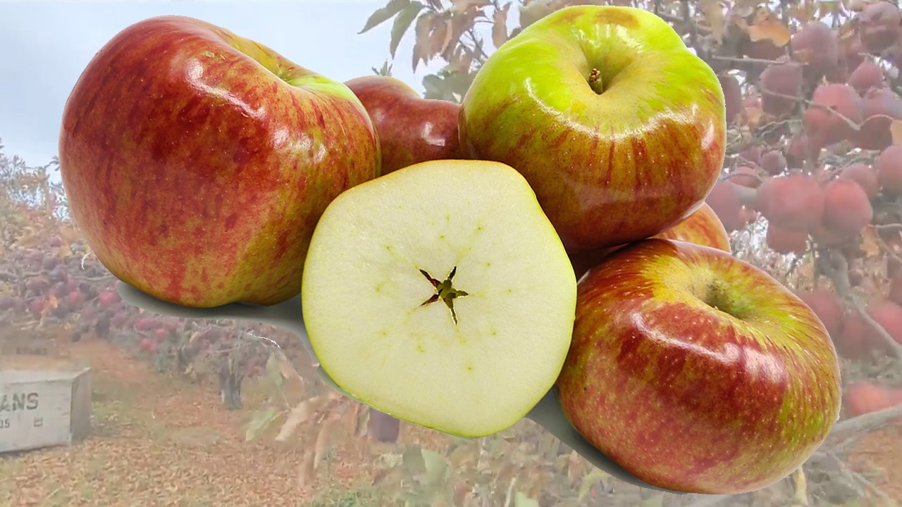 Newton Wonder Apples (Яблоня Ньютон Вандер) Newton Wonder Apples (Яблоня Ньютон Вандер)