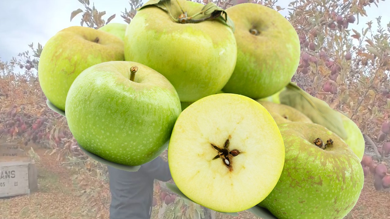 Newtown Pippin Apples (Яблоня Ньютон Пиппин) Newtown Pippin Apples (Яблоня Ньютон Пиппин)