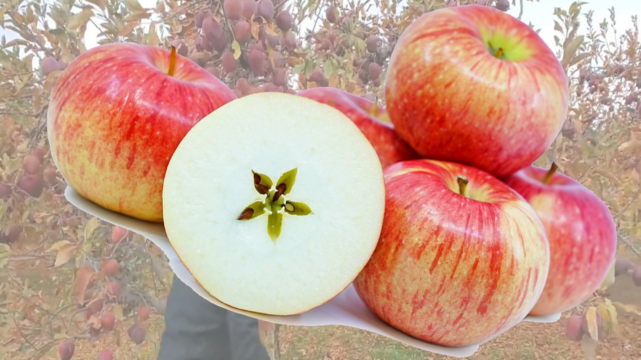 Nickajack Apples (Яблоня Никаджек) Nickajack Apples (Яблоня Никаджек)
