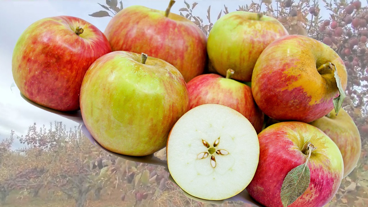 Nittany Apples (Яблоня Ниттани) Nittany Apples (Яблоня Ниттани)