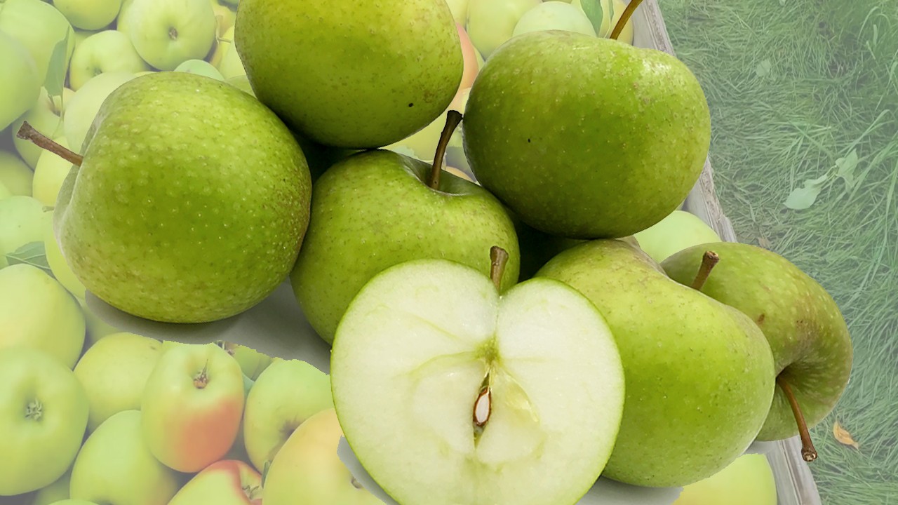 Norman's Pippin Apples(Яблоня Норманс Пиппин) Norman's Pippin Apples(Яблоня Норманс Пиппин)