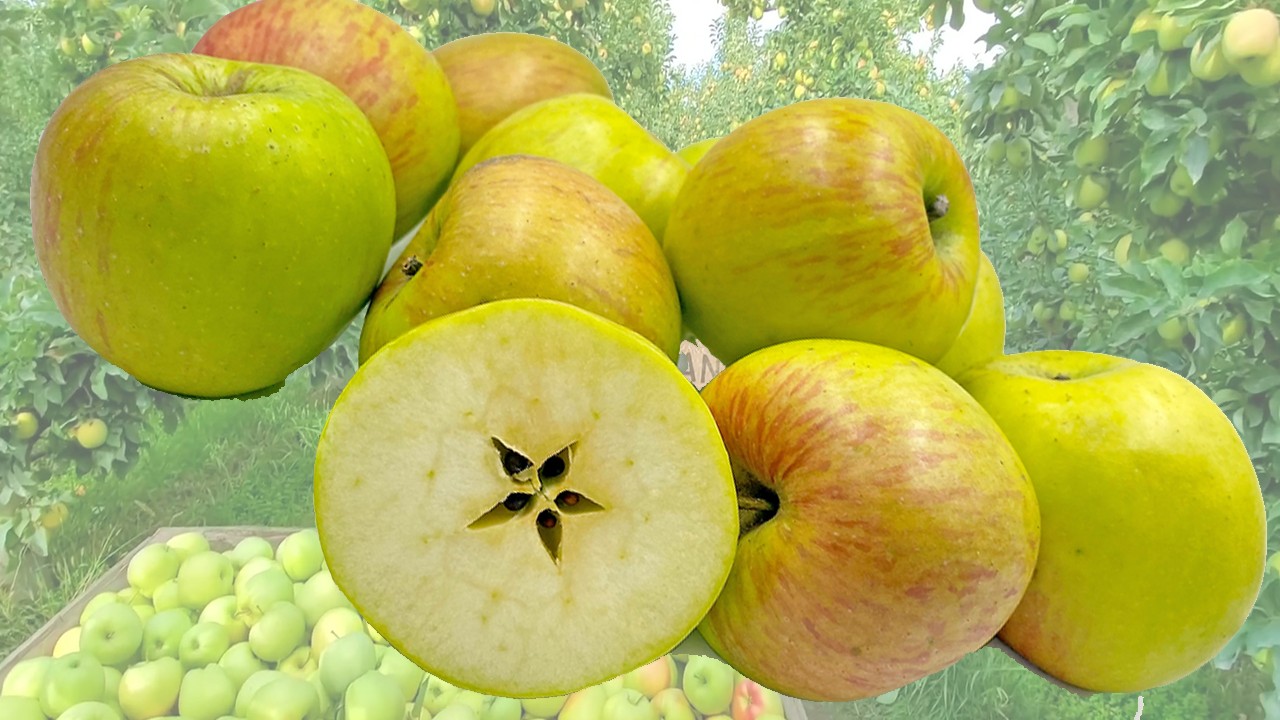 Notaris Apples (Яблоня Нотарис) Notaris Apples (Яблоня Нотарис)