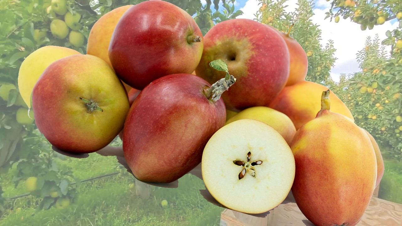 Oaken Pin (of Taylor) Apples (Яблоня Оакен Пин оф Тейлор) Oaken Pin (of Taylor) Apples (Яблоня Оакен Пин оф Тейлор)