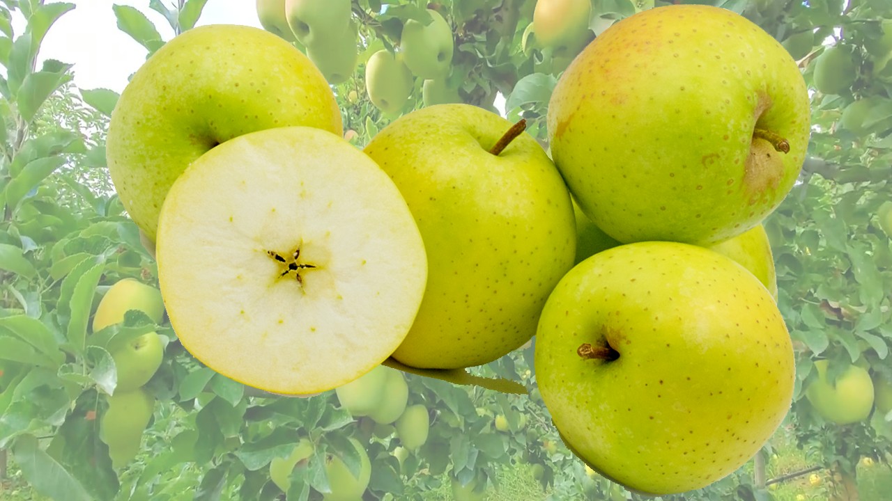 Ohrin Apples (Яблоня Охрин) Ohrin Apples (Яблоня Охрин)