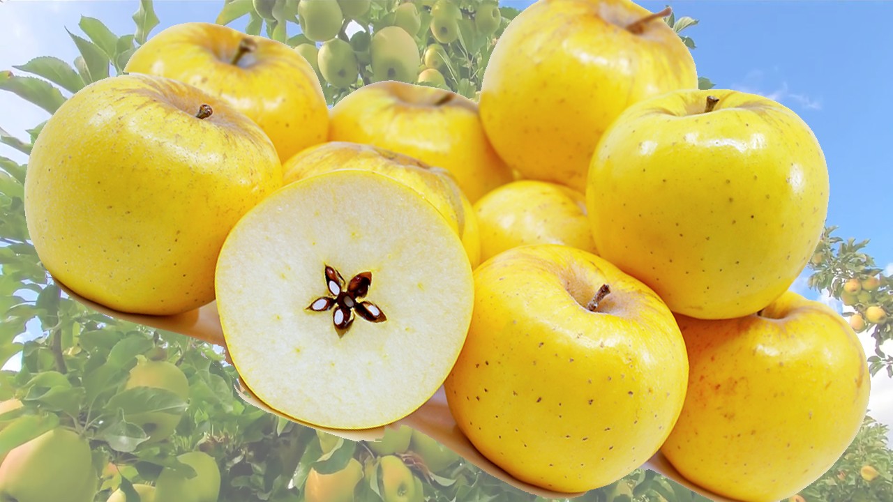 Opal Apples (Яблоня Опал) Opal Apples (Яблоня Опал)