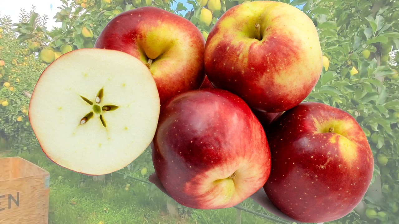 Opalescent Apples (Яблоня Опалесцент) Opalescent Apples (Яблоня Опалесцент)