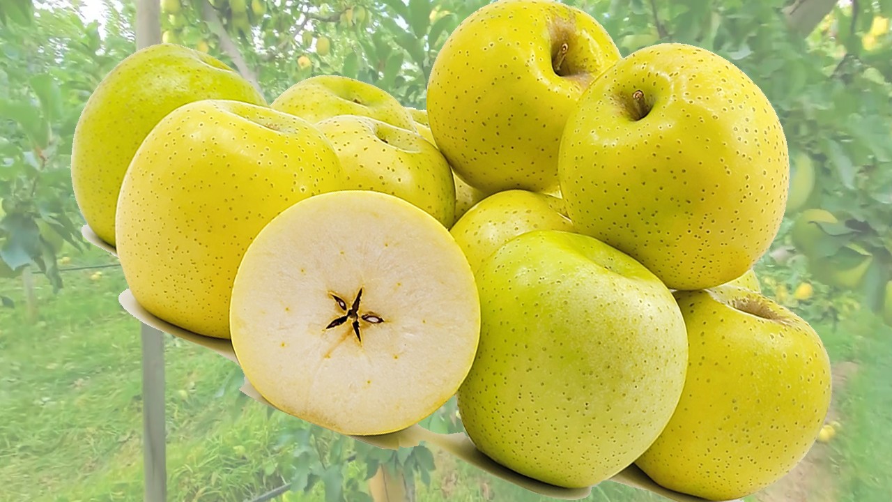 Ourin Apples (Яблоня Оурин) Ourin Apples (Яблоня Оурин)