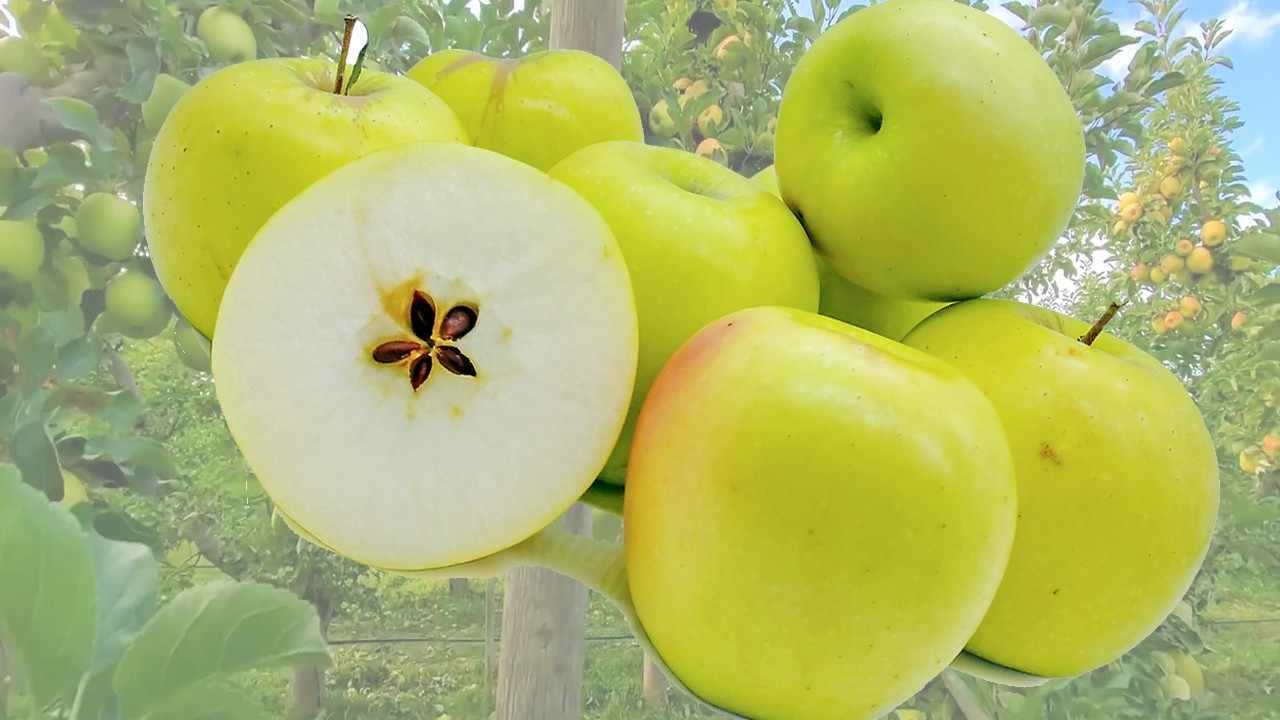 Ozark Gold Apples (Яблоня Озарк Голд) Ozark Gold Apples (Яблоня Озарк Голд)