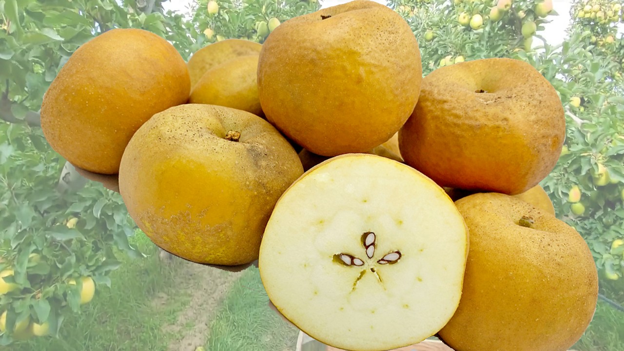 Patte de Loup Apples (Яблоня Патте де Лоуп) Patte de Loup Apples (Яблоня Патте де Лоуп)