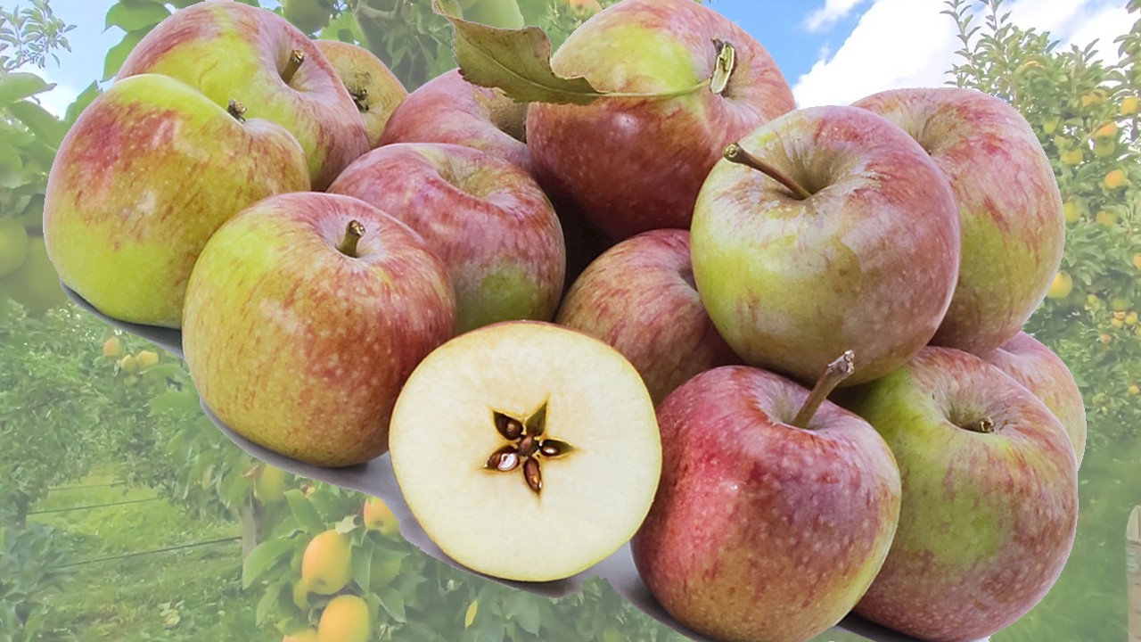 Blue Pearmain Apples (Яблоня Блю Пиармейн) Blue Pearmain Apples (Яблоня Блю Пиармейн)