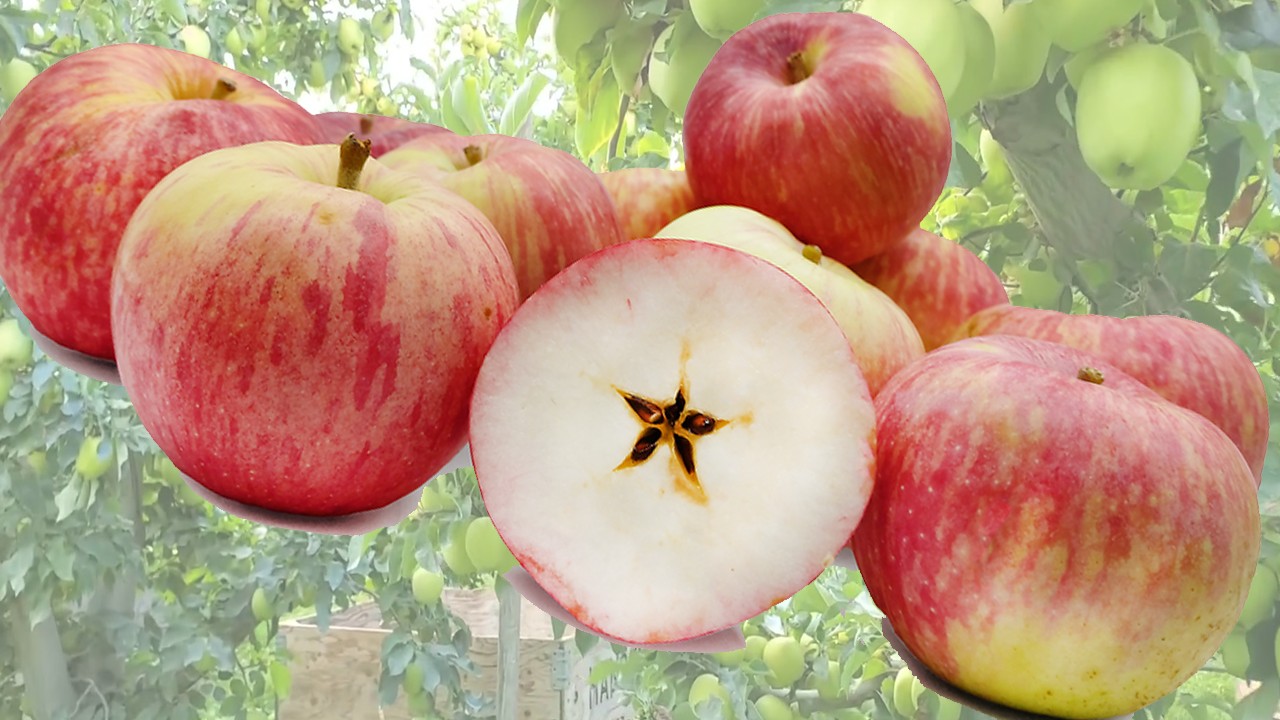Pestle Apples (Яблоня Пестл) Pestle Apples (Яблоня Пестл)