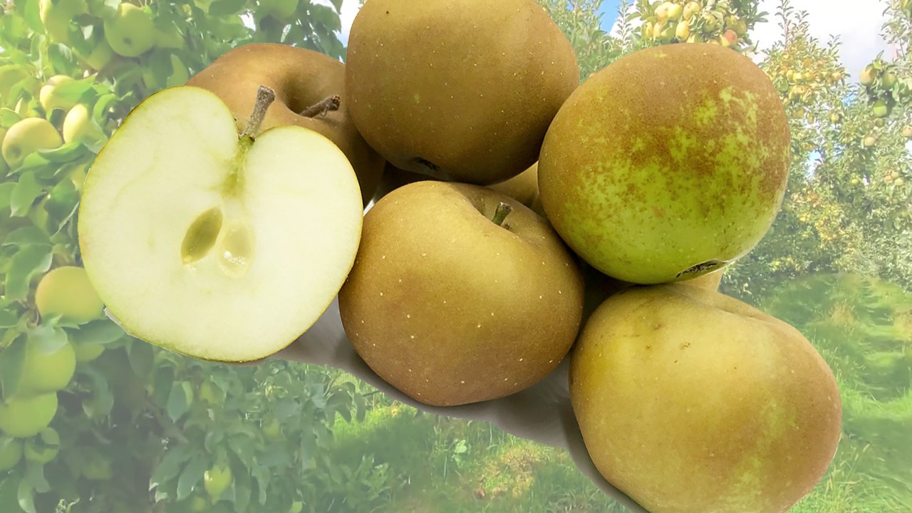 Pinner Seedling Apples (Яблоня Пиннер Сидлин) Pinner Seedling Apples (Яблоня Пиннер Сидлин)