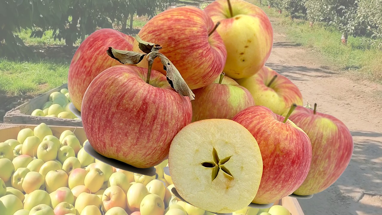 Rakhat Apples (Яблоня Рахат) Rakhat Apples (Яблоня Рахат)