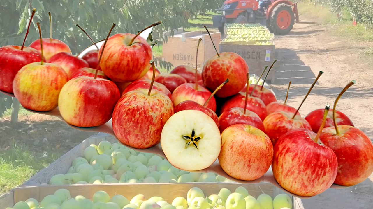 Ranetka Apples (Яблоня Ранетка) Ranetka Apples (Яблоня Ранетка)