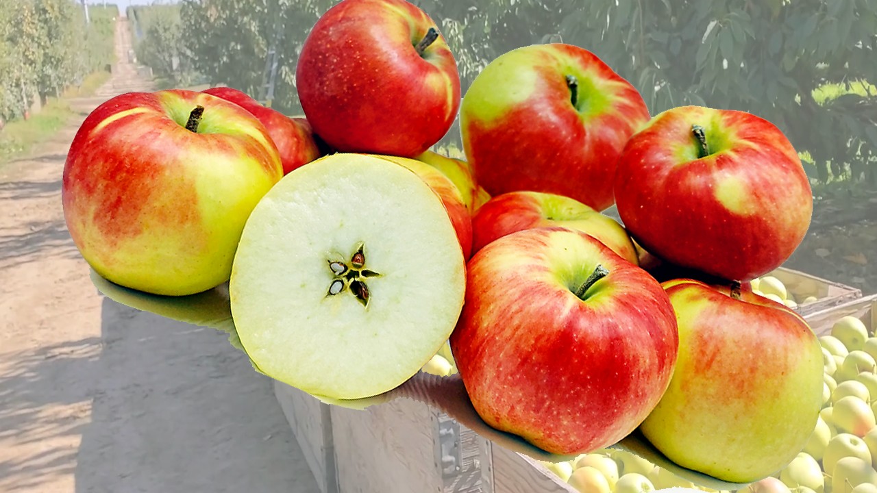 Rashida Apples (Яблоня Рашида) Rashida Apples (Яблоня Рашида)