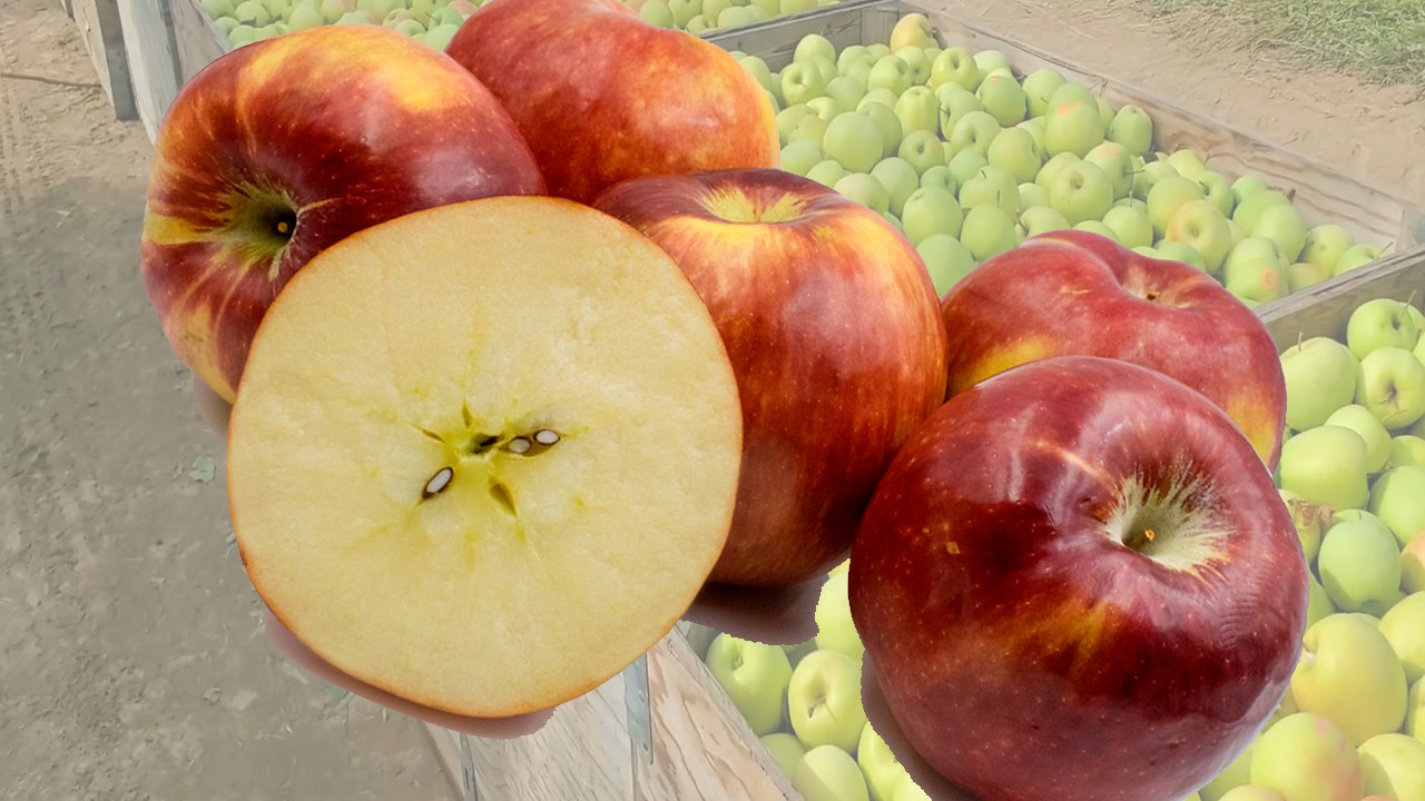 Rave Apples (Яблоня Рейв) Rave Apples (Яблоня Рейв)