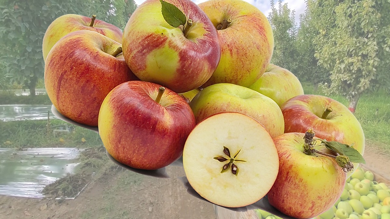 Red Charles Ross Apples (Яблоня Ред Чарльз Росс) Red Charles Ross Apples (Яблоня Ред Чарльз Росс)