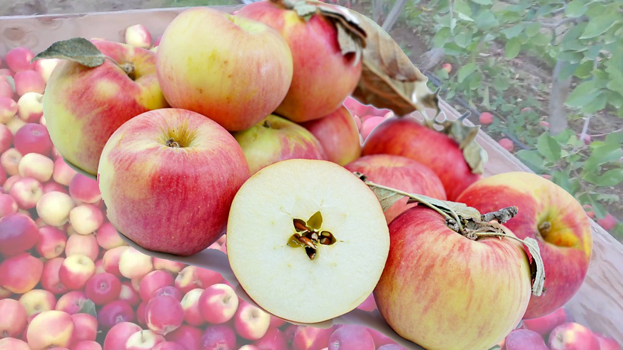 Red Gold Apples (Яблоня Ред Голд) Red Gold Apples (Яблоня Ред Голд)