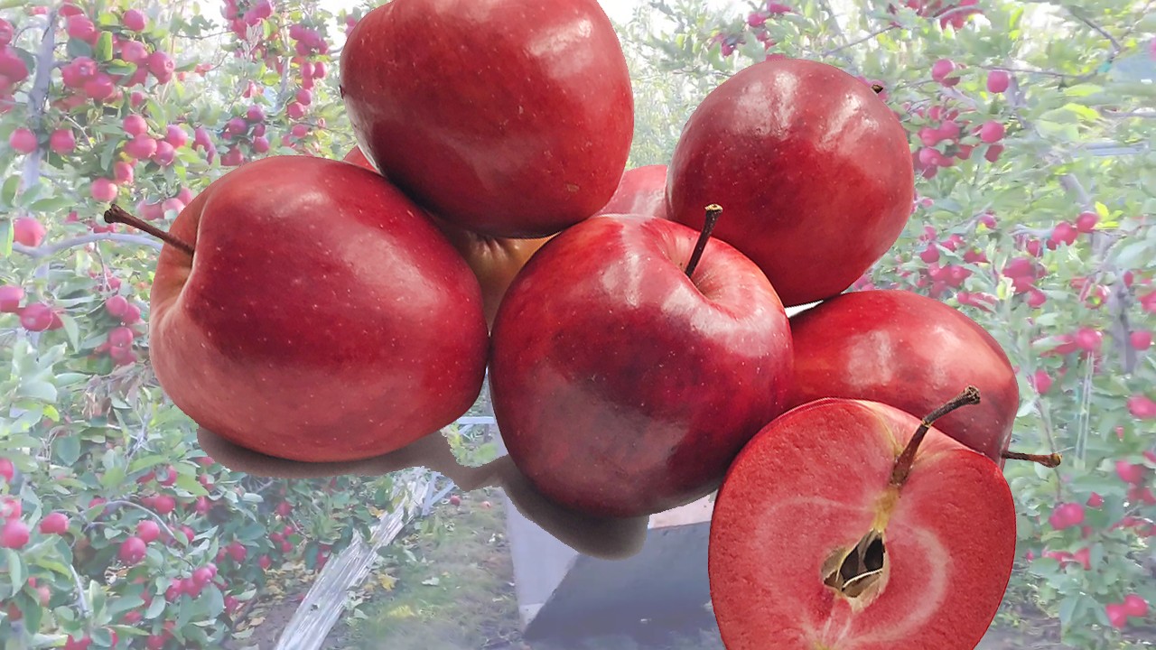 Redlove Apples (Яблоня Редлав) Redlove Apples (Яблоня Редлав)