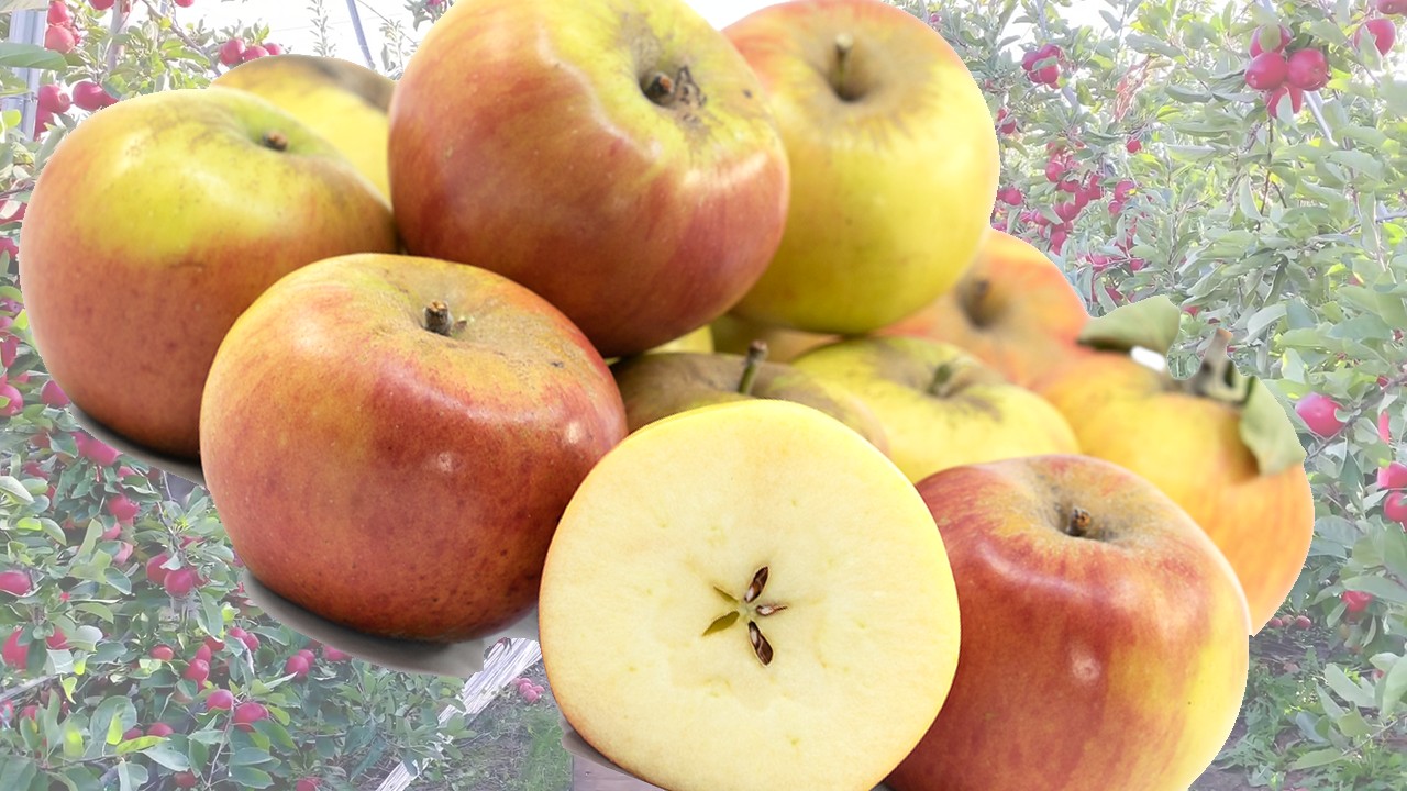 Ribston Pippin Apples (Яблоня Рибстон Пиппин) Ribston Pippin Apples (Яблоня Рибстон Пиппин)
