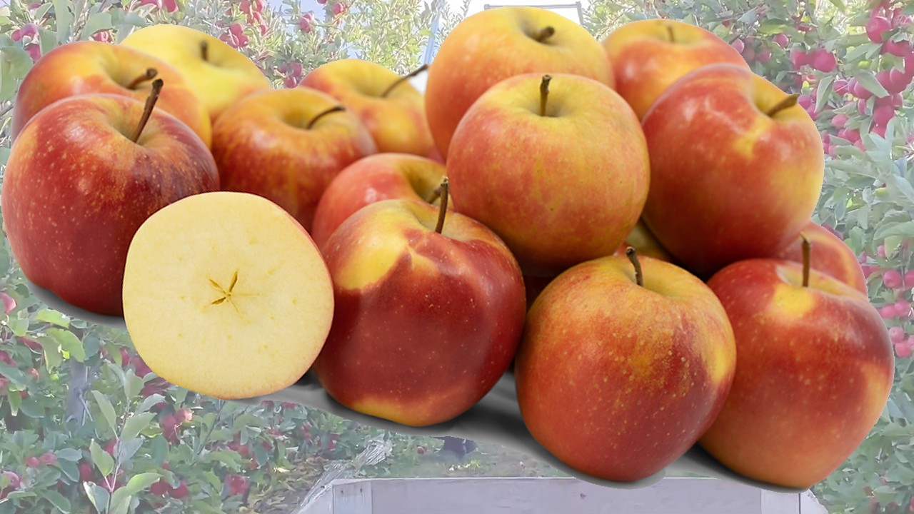 Rockit Apples (Яблоня Рокит) Rockit Apples (Яблоня Рокит)
