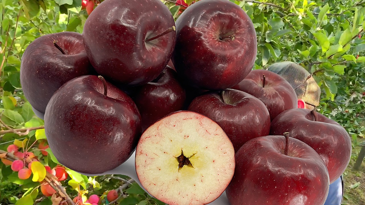 Rome Apples (Яблоня Роум) Rome Apples (Яблоня Роум)