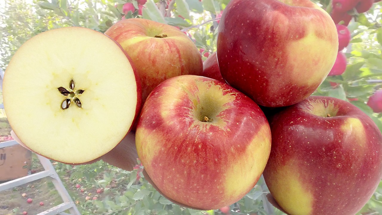 Rosalynn Daisy Apples (Яблоня Розалин Дейзи) Rosalynn Daisy Apples (Яблоня Розалин Дейзи)