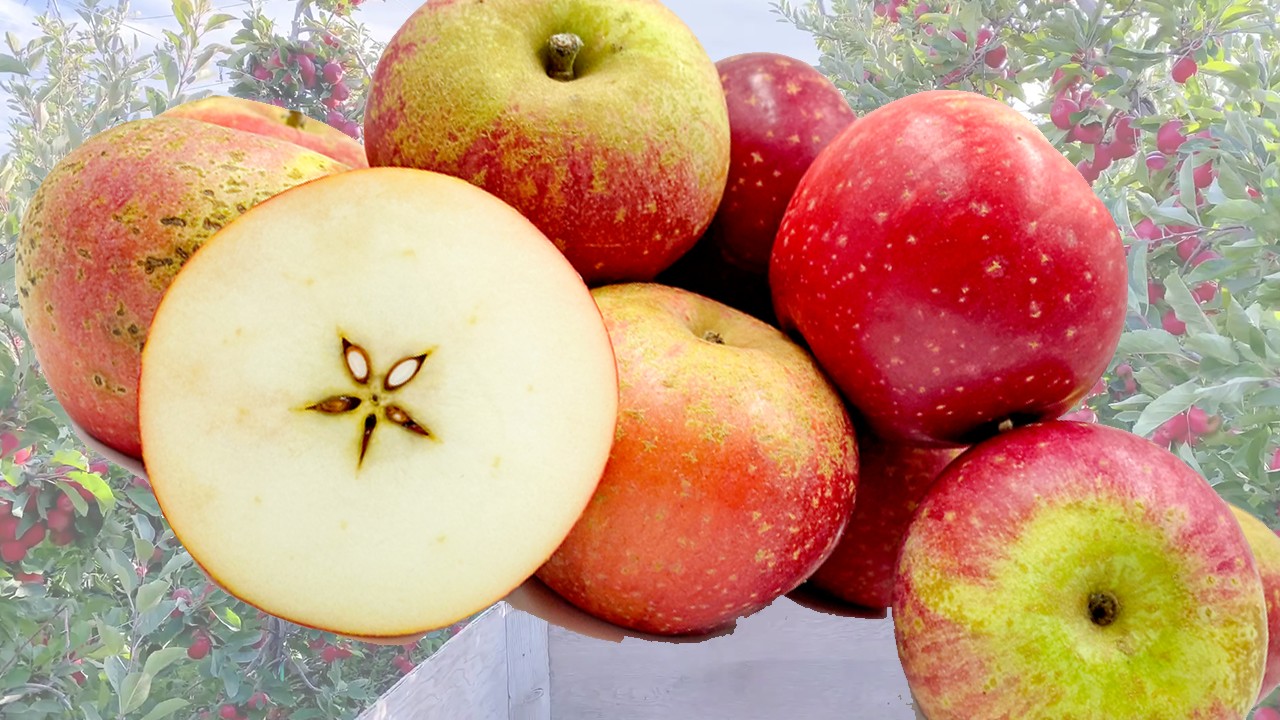 Reinette Rouge Etoile Apples (Яблоня Реинетте Рож Этоил) Reinette Rouge Etoile Apples (Яблоня Реинетте Рож Этоил)