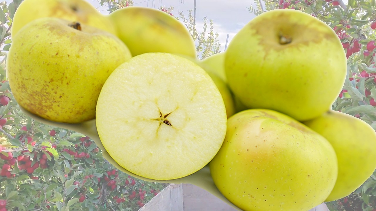 Roxbury Russet Apples (Яблоня Роксбери Рассет) Roxbury Russet Apples (Яблоня Роксбери Рассет)