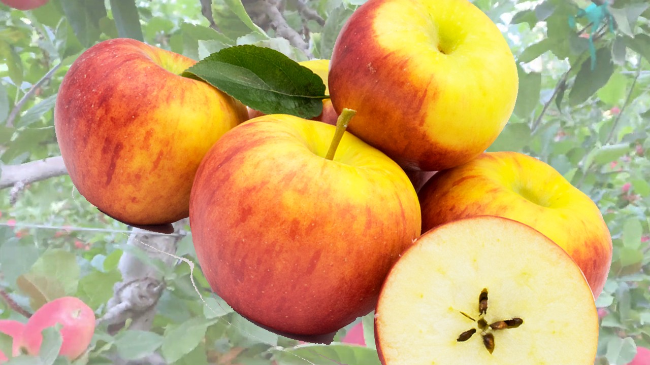 Rubens Apples (Яблоня Рубенс) Rubens Apples (Яблоня Рубенс)