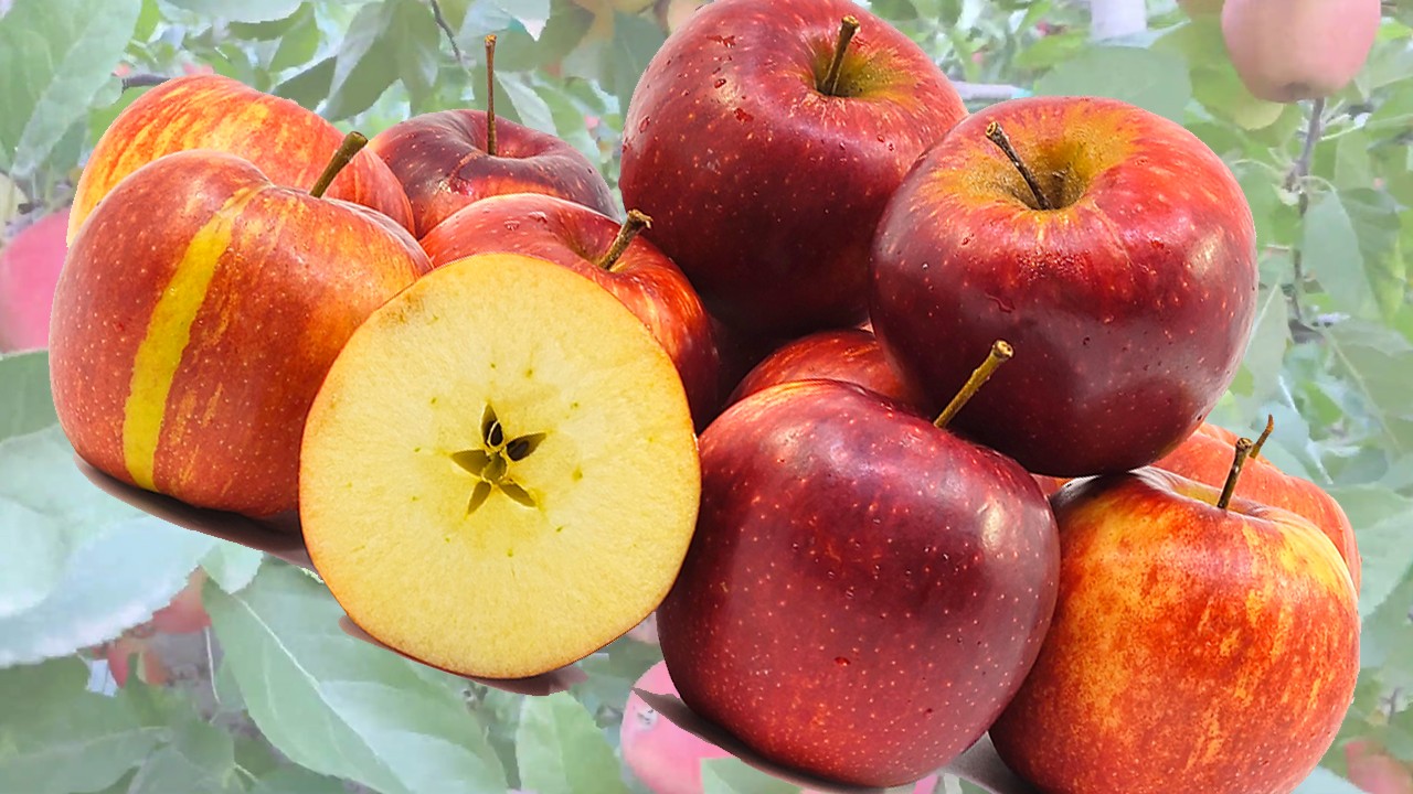 Rubigold Apples (Яблоня Рубиголд) Rubigold Apples (Яблоня Рубиголд)