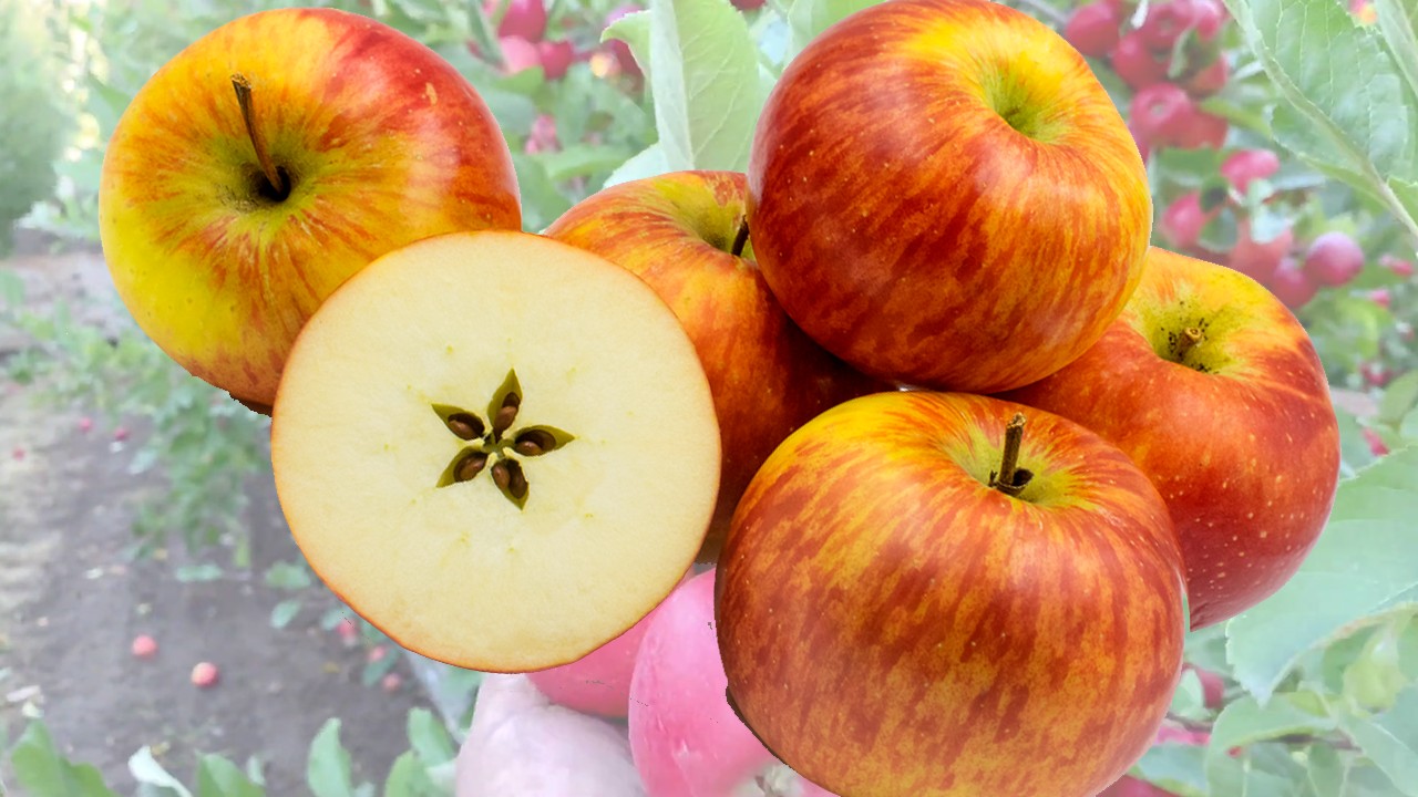 Rubin Apples (Яблоня Рубин) Rubin Apples (Яблоня Рубин)