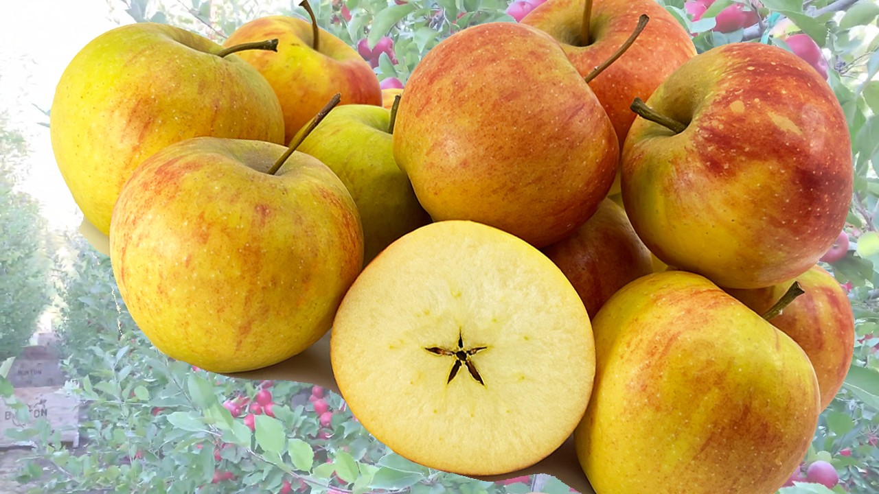 Rubinette Apples (Яблоня Рубинетте) Rubinette Apples (Яблоня Рубинетте)