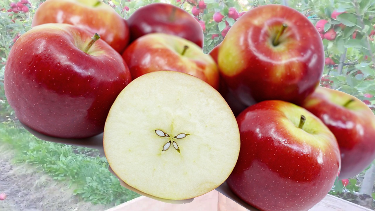 RubyFrost Apples (Яблоня Рубифрост) RubyFrost Apples (Яблоня Рубифрост)
