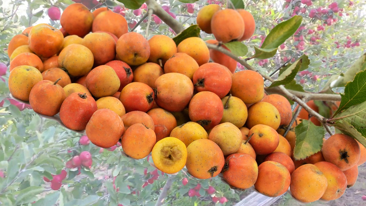 Tejocote Fruits (Яблоня Теджокоте) Tejocote Fruits (Яблоня Теджокоте)