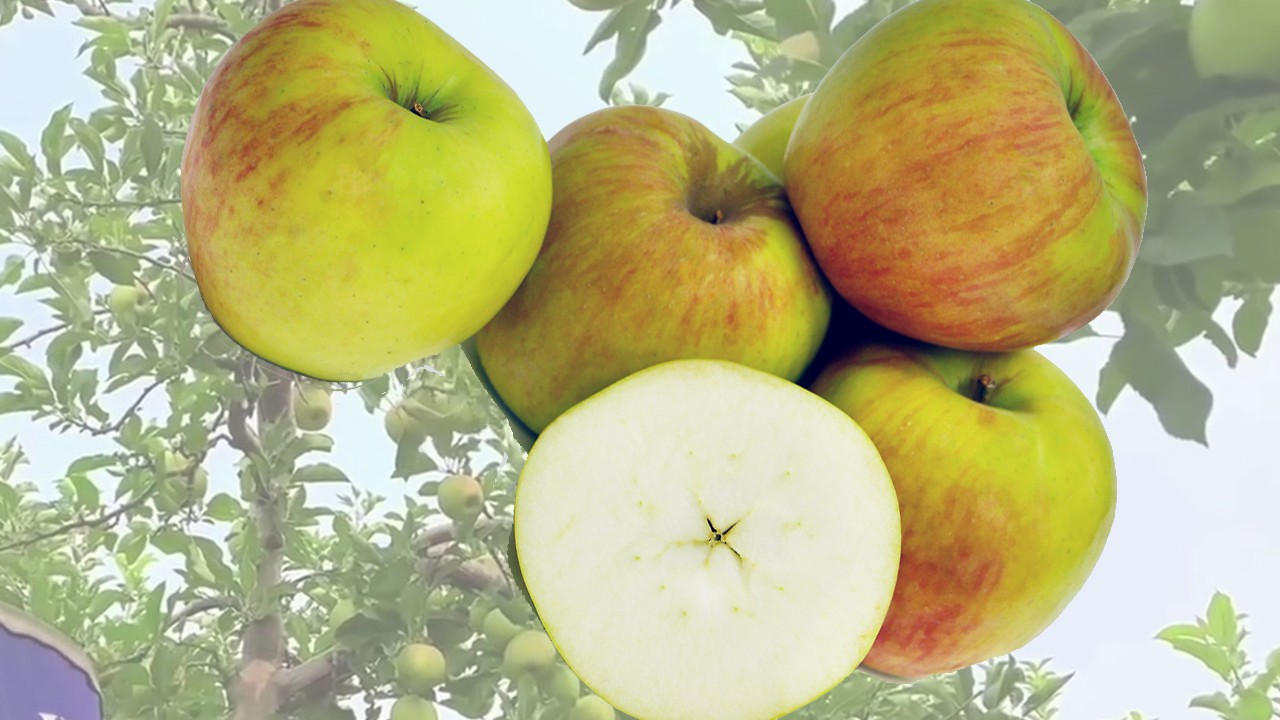 Tsugaru Apples (Яблоня Цугару) Tsugaru Apples (Яблоня Цугару)