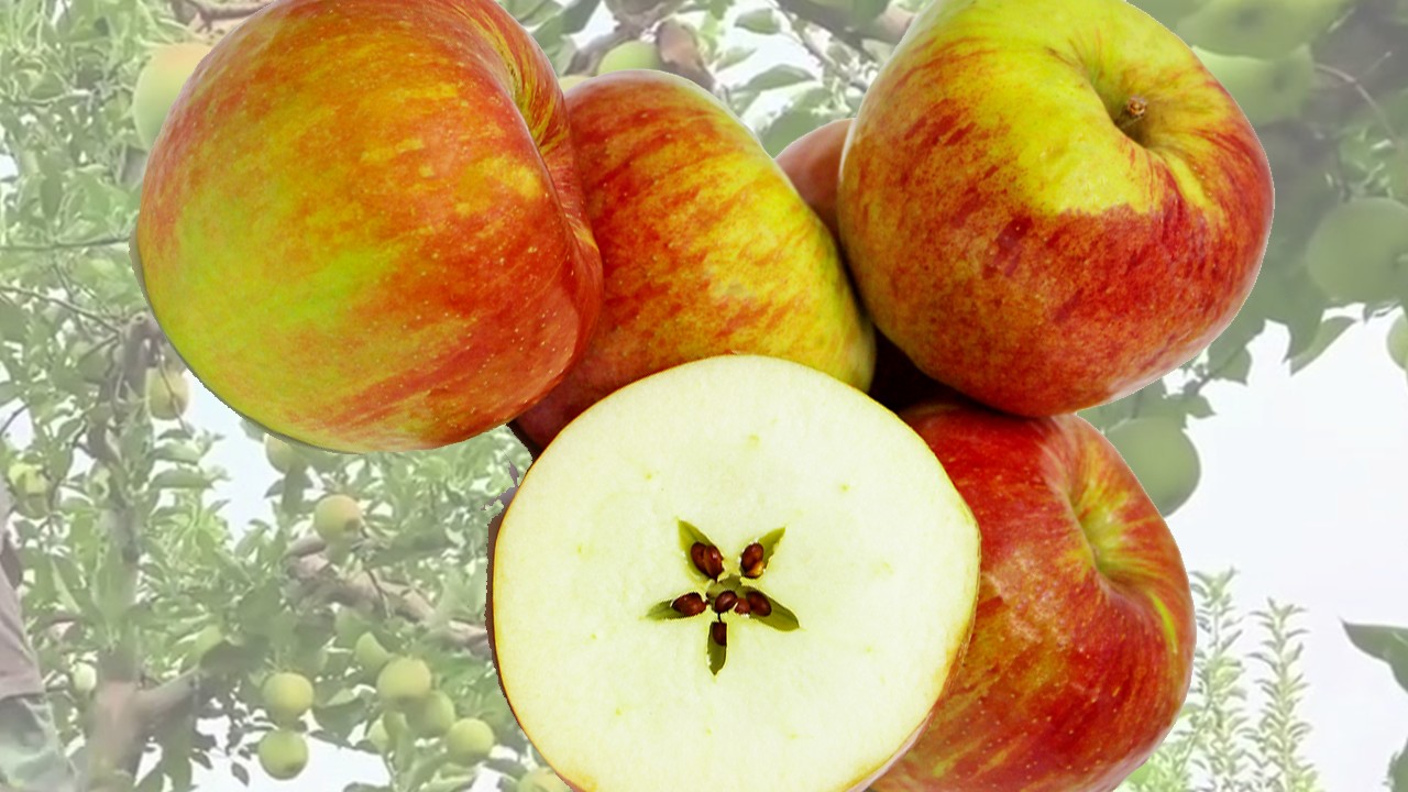 Twenty Ounce Apples (Яблоня Твенти Унц) Twenty Ounce Apples (Яблоня Твенти Унц)