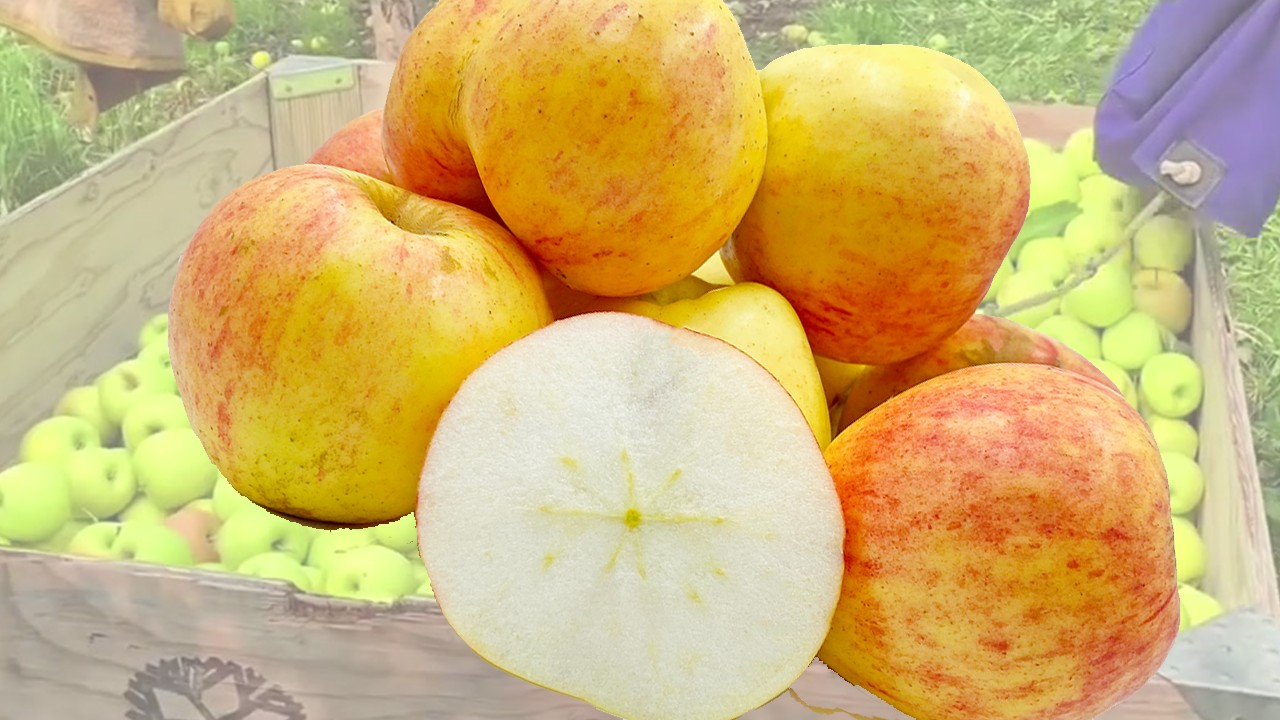 Upton Pyne Apples (Яблоня Аптон Пайн) Upton Pyne Apples (Яблоня Аптон Пайн)