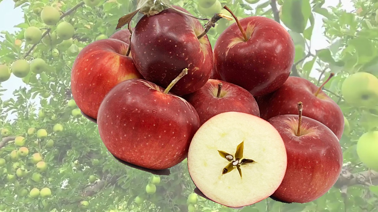 Vernyi Pear Apples (Яблоня Верный Пиа) Vernyi Pear Apples (Яблоня Верный Пиа)