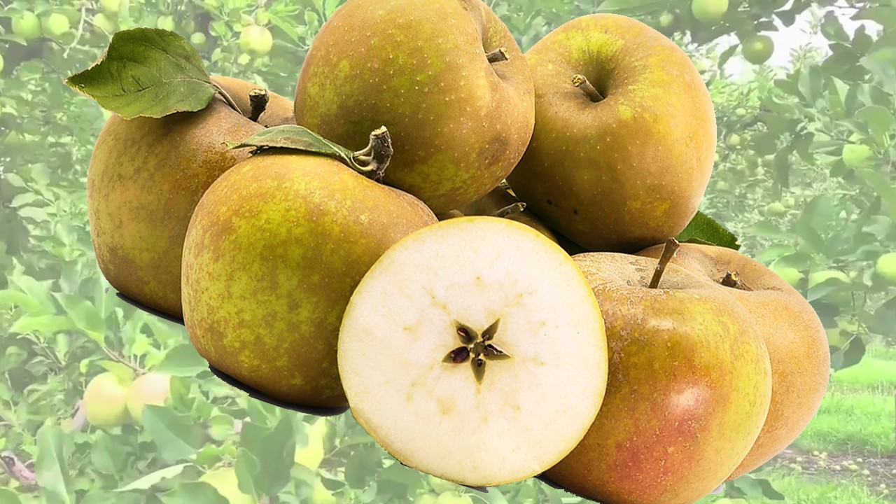 Zabergau Reinette Apples (Яблоня Забергау Реинетте) Zabergau Reinette Apples (Яблоня Забергау Реинетте)